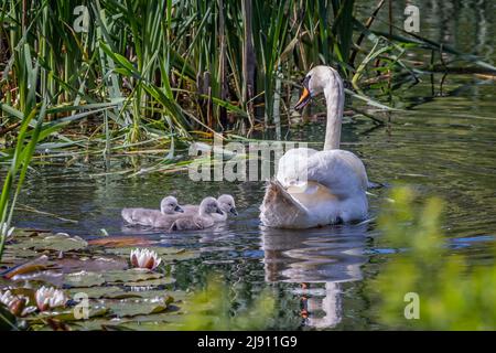 Mutter Mute Swan und ihre frisch geschlüpften Cygnets am Teich zwischen Binsen und blühenden Lilien Stockfoto