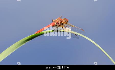 Kardinal Meadowhawk ruht auf einem Grashalm. Foothills Park, Santa Clara County, Kalifornien, USA. Stockfoto