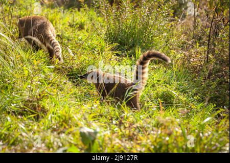 Coati ia ein sehr häufiges Tier rund um den Parkplatz am Aussichtspunkt von Serra do Rio do Rastro, Santa Catarina, Brasilien Stockfoto