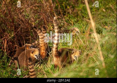 Coati ia ein sehr häufiges Tier rund um den Parkplatz am Aussichtspunkt von Serra do Rio do Rastro, Santa Catarina, Brasilien Stockfoto