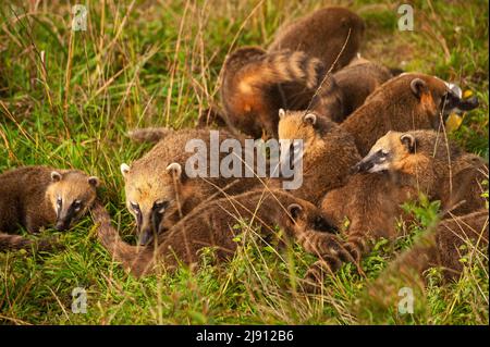 Coati ia ein sehr häufiges Tier rund um den Parkplatz am Aussichtspunkt von Serra do Rio do Rastro, Santa Catarina, Brasilien Stockfoto