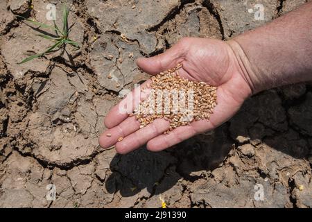 Der Bauer hält seine Hand mit Weizenkörnern über seinem ausgetrocknten Feld. Der Klimawandel bedroht 60 Prozent der Weizenanbaugebiete in Europa und Deutschland. Stockfoto