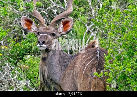 Männlicher Großkudu (Tragelaphus strepsiceros) im Camdeboo National Park in der Karoo in der Nähe der Stadt Graaff-Reinet, Ostkap, Südafrika Stockfoto