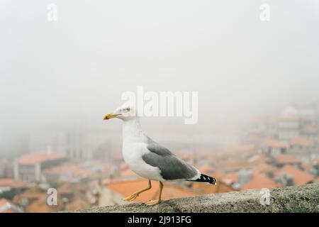 Eine Möwe, die auf einem Dach auf einem Gebäude in der Altstadt von Porto, Portugal, läuft. Hochwertige Fotos Stockfoto