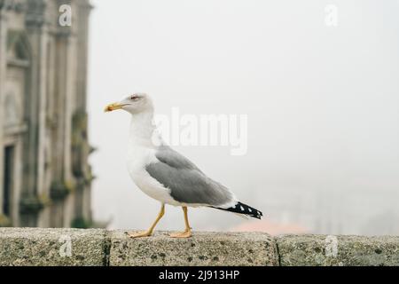 Eine Möwe, die auf einem Dach auf einem Gebäude in der Altstadt von Porto, Portugal, läuft. Hochwertige Fotos Stockfoto