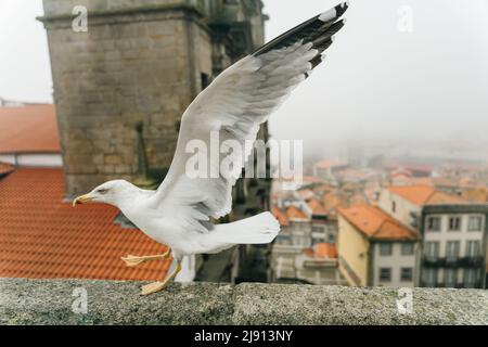 Eine Möwe, die auf einem Dach auf einem Gebäude in der Altstadt von Porto, Portugal, läuft. Hochwertige Fotos Stockfoto