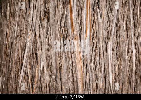 Nahaufnahme eines alten Baumstamms mit strukturiertem Rindenhintergrund Stockfoto