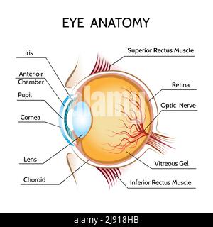 Augenanatomie. Iris und Optik, Pupille und Vision, Medizin, Netzhaut und Nerven, Augenball Vektor Illustration Stock Vektor
