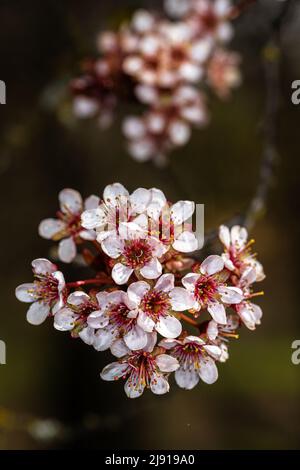 Blühende Pflaume mit violettem Blatt (Prunus cerasifera „Newport“) Stockfoto