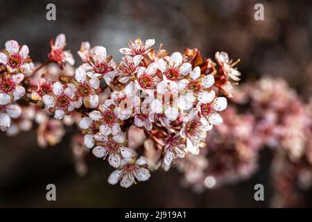 Blühende Pflaume mit violettem Blatt (Prunus cerasifera „Newport“) Stockfoto