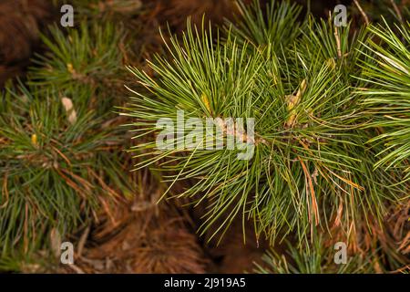 Blätter der mazedonischen oder Balkan-Kiefer (Pinus peuce) Stockfoto