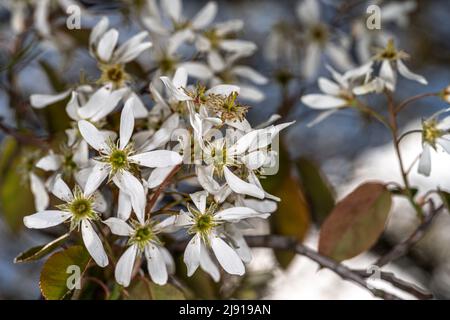 Glatter Shadbusch oder glatte Servicerbeere (Amelanchier laevis) Stockfoto