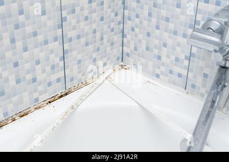 Schimmel auf den Fliesen im Badezimmer, Probleme in den Bade- und Duschbereichen Stockfoto