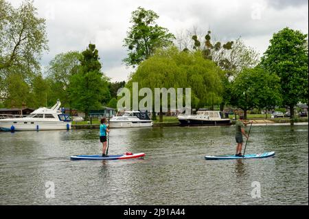 Paddle Boarders auf der Themse in Temple, in der Grafschaft von Bergen Stockfoto