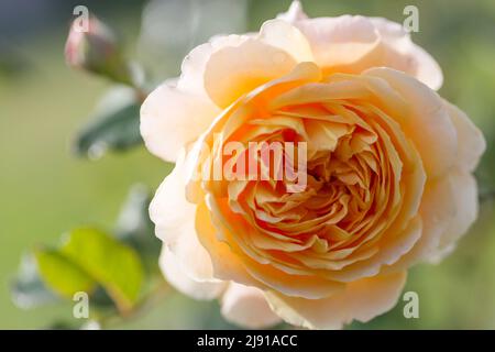 Gelb blühende rose im Garten an einem sonnigen Tag. Stockfoto