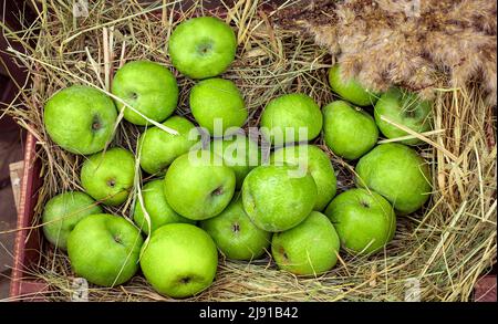 Landwirtschaftliche Haufenernte von grünen Äpfeln, die in trockenem Gras in einer Holzkiste auf einer Bauernmesse gestapelt wurden, die Öko-Bio-Pflanzen verkauft, von oben betrachtet, niemand. Stockfoto