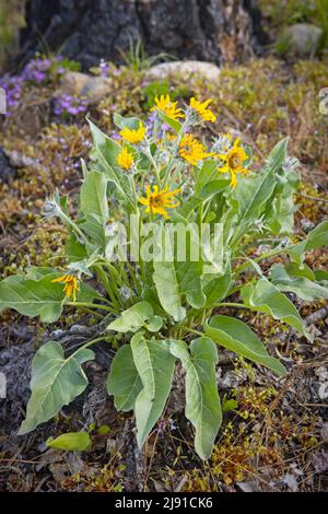 Eine Gruppe von Arrowleaf-Balsamroot-Blüten auf dem Boden im Norden von Idaho. Stockfoto