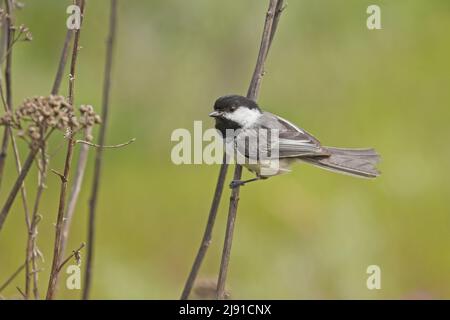 Eine kleine, schwarz bedeckte Windmuschel klammert sich an einem kleinen Schilf in Nord-Idaho. Stockfoto