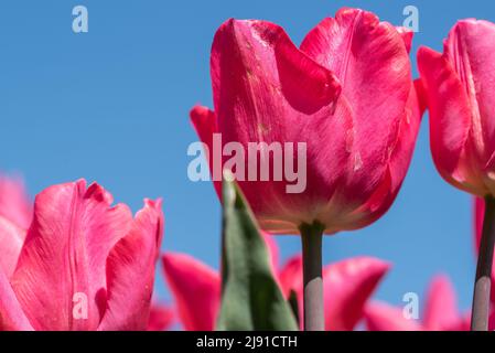 Julianadorp, Niederlande, April 2022. Blühende rosa Tulpen aus niedriger Perspektive. Hochwertige Fotos. Nahaufnahme. Stockfoto