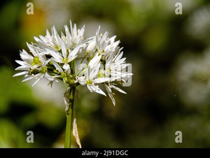 Nahaufnahme der Blume des wilden Knoblauchs (Allium ursinum), einer bauchigen, mehrjährigen Pflanze und Verwandten von Schnittlauch, die in feuchten Wäldern wild wächst. Stockfoto