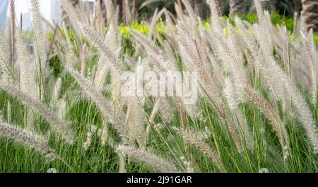 Im Sommer ist das purpurne Brunnengras, eine Zierpflanze des Pennisetum alopecuroides Hameln, ein chinesisches Brunnengras, im Freien. Stockfoto