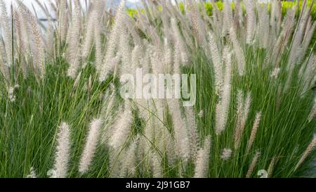 Im Sommer ist das purpurne Brunnengras, eine Zierpflanze des Pennisetum alopecuroides Hameln, ein chinesisches Brunnengras, im Freien. Stockfoto