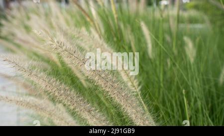 Im Sommer ist das purpurne Brunnengras, eine Zierpflanze des Pennisetum alopecuroides Hameln, ein chinesisches Brunnengras, im Freien. Stockfoto