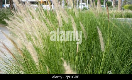 Im Sommer ist das purpurne Brunnengras, eine Zierpflanze des Pennisetum alopecuroides Hameln, ein chinesisches Brunnengras, im Freien. Stockfoto