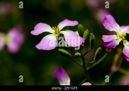 Radieschen-Blumen Stockfoto