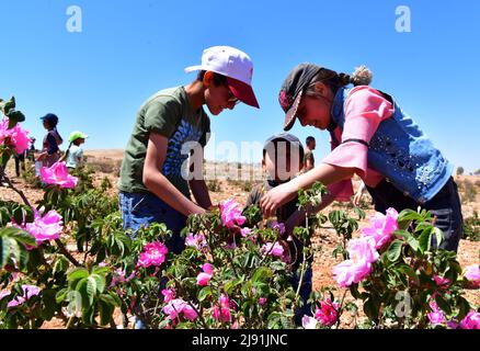 Damaskus, Syrien. 19.. Mai 2022. Am 19. Mai 2022 nimmt das syrische Volk an der Ernte der berühmten Damaszener Rose in der Stadt al-Marah, nördlich der Hauptstadt Damaskus, Syrien, Teil. Quelle: Ammar Safarjalani/Xinhua/Alamy Live News Stockfoto