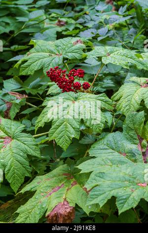 Devil's Club (Oplopanax horridus) mit großen Palmatblättern und roten Früchten, oder Drupes, die im gemäßigten Regenwald der Olympic Peninsula USA wachsen Stockfoto