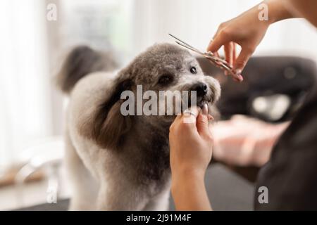 Hübsche, blonde Hundefrau trimmt reinrassige Pudel-Welpen. Stockfoto