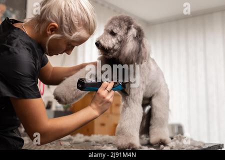 Hübsche, blonde Hundefrau trimmt reinrassige Pudel-Welpen. Stockfoto