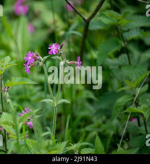 Nahaufnahme von purpurrosa Herb robert (Geranium robertianum), auch bekannt als Herb-Robert, Roberts Geranie und Death Come-Quickly, europäischer Cranesbill Stockfoto