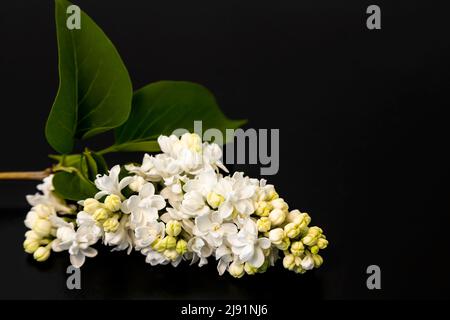 Zweig aus weißen Fliederblüten mit Blättern auf schwarzem Hintergrund. Stockfoto