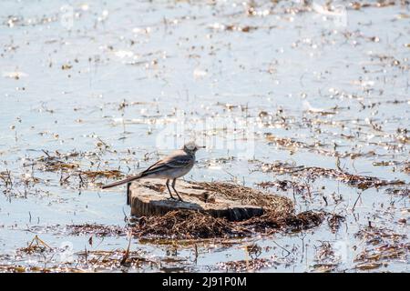 Junge weiße Bachstelze, Motacilla alba, sitzt am Seeufer. Porträt eines jungen singvogels mit langem Schwanz und schwarz-weißer Feder. Intimes p Stockfoto