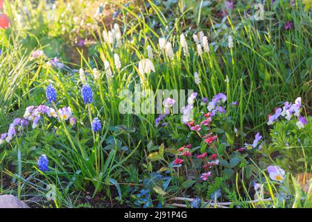 Kleine weiße, blaue, violette Blumen im Frühlingsgarten mit Hintergrundbeleuchtung im Freien, Nahaufnahme Makro. Stockfoto