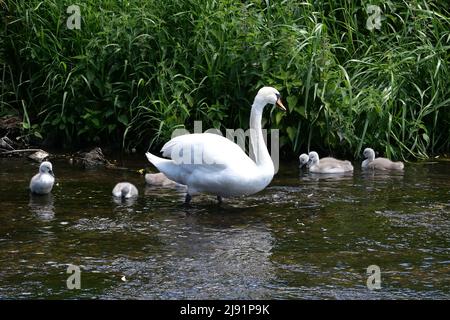 Die Mutter Schwan verbringt die ersten sechs Monate damit, die Cygnets an Orte zu bringen, wo sie Nahrung finden und schwimmen und füttern lernen können, während sie über sie wacht ... Stockfoto