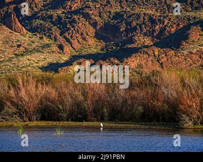 Der Red Mountain in Mesa, Arizona, wird von verschiedenen Wüstenbüschen und Bäumen umrahmt, die die Ufer des Salt River bevölkern Stockfoto