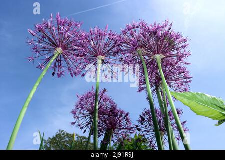 Sternkugel-Lauch (Allium cristophii) Stockfoto