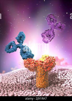 Mehrfarbige Antikörper oder Immunglobulinproteinstrukturen, die am Rezeptor angebracht sind – 3D Abbildung Stockfoto