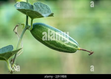 Nahaufnahme eines grünen Spitzen Kürbis im Gemüsegarten Stockfoto