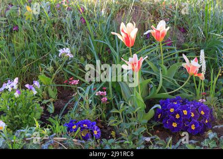 Kleine weiße, blaue, violette Blumen im Frühlingsgarten mit Hintergrundbeleuchtung im Freien, Nahaufnahme Makro. Stockfoto