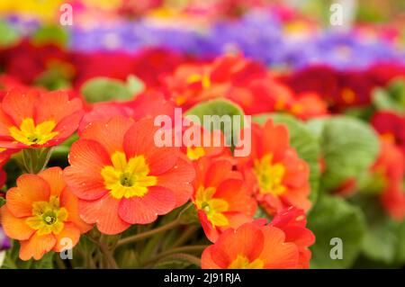 Eine bunte Auswahl blühender gewöhnlicher Kerzenpflanzen (Primula vulgaris) in einem lokalen Gartencenter, bereit für die Frühjahrspflanzung. Stockfoto