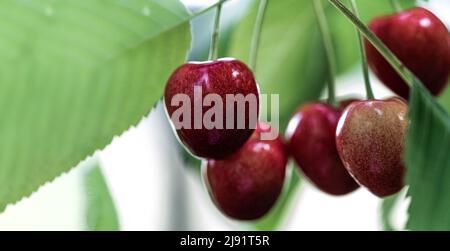 Rote Kirschen reifen auf dem Baum. Rote Kirschfrüchte, die in den grünen Blättern des Baumes versteckt sind, reifen in der Sonne. Eine süße Frühlingsfrucht-Nahaufnahme mit einem Schaluß Stockfoto