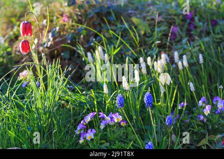 Kleine weiße, blaue, violette Blumen im Frühlingsgarten mit Hintergrundbeleuchtung im Freien, Nahaufnahme Makro. Stockfoto