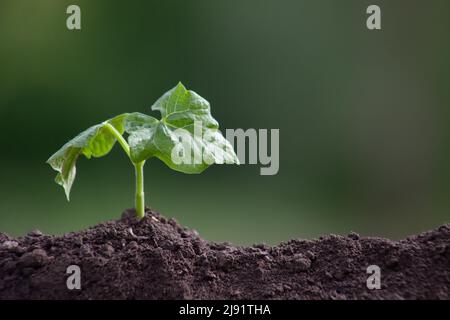 Bohne sprießt auf einem unscharfen Hintergrund. Die junge Pflanze sprießt aus dem Boden Stockfoto
