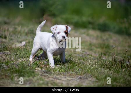 Welpen Jack Russell Terrier auf dem Gras. Hund spielt in der Natur Stockfoto