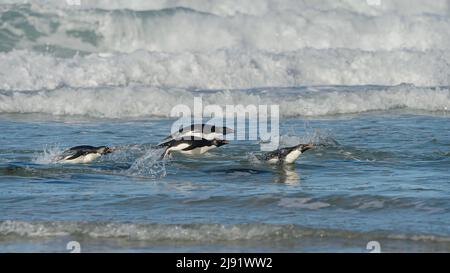 Vier Rockhopper Pinguine schießen aus dem Meer mit Wellen im Hintergrund Stockfoto