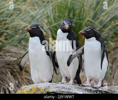 Gruppe von 3 Rockhopper Pinguinen auf einem Felsen mit Bussock Gras im Hintergrund thront Stockfoto